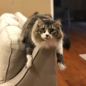 Meet your Posher, Jeanine